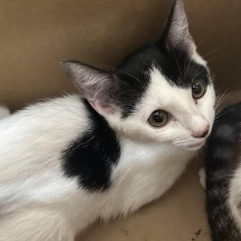 Louise -  Domestic Short Hair Cat for Adoption in Newark, New Jersey - Louise | PetCurious