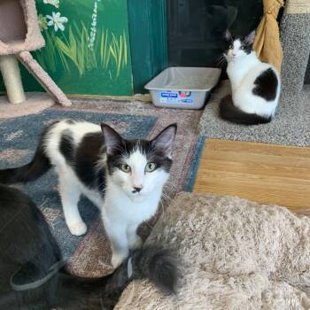 Rescue Domestic Long Hair Cats for Adoption in Kelso, Washington - Angus | PetCurious