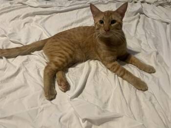 Domestic Short Hair Cats Available for Adoption - THOR GONZALEZ | PetCurious