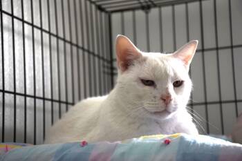 Domestic Short Hair Cats Available for Adoption in Claresholm, Alberta - Mr. Phin | PetCurious