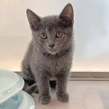 Fawn -  Domestic Short Hair Cat for Adoption in Hailey, Idaho - Fawn | PetCurious