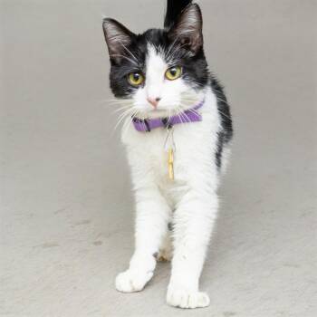 PANDA -  Domestic Short Hair Cat for Adoption in St. Louis, Missouri - PANDA | PetCurious