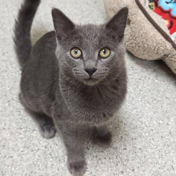 Letterman -  Domestic Short Hair Cat for Adoption in Marshfield, Wisconsin - Letterman | PetCurious