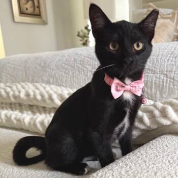 Feast -  Domestic Short Hair Cat for Adoption in Buffalo, Minnesota - Feast | PetCurious