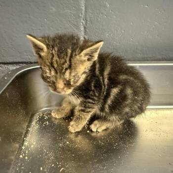 Domestic Short Hair Cats Available for Adoption in Tuscaloosa, Alabama - TUSC-Stray-84555_2_3 | PetCurious