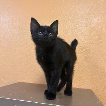 Domestic Short Hair Cats Available for Adoption in Fresno, California - Monica | PetCurious