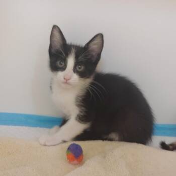 Texoma -  Domestic Short Hair Cat for Adoption in Tulsa, Oklahoma - Texoma | PetCurious