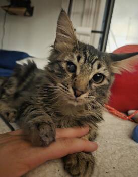 Rescue Domestic Medium Hair Cats for Adoption in West Hollywood, California - Loki | PetCurious