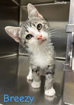 Domestic Short Hair Cats Available for Adoption in Burlington, Iowa - Breezy | PetCurious