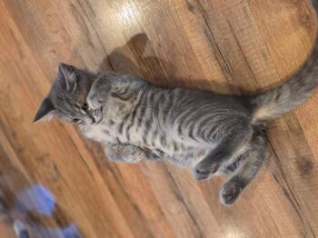 Hardy Medway -  Domestic Short Hair Cat for Adoption in Gorham, Maine - Hardy Medway | PetCurious