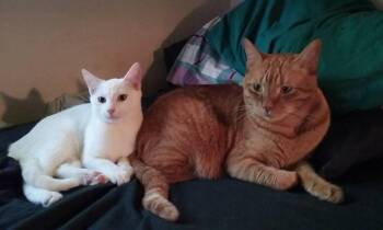 Rescue Domestic Short Hair Cats for Adoption in Parkland, Florida - Gabriel And Phoenix | PetCurious