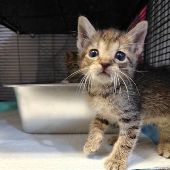 American Shorthair Cats Available for Adoption in New Orleans, Louisiana - Minh | PetCurious