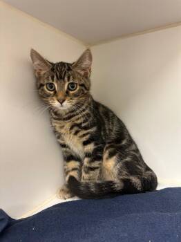 Stripes  (Tom Pate) -  Domestic Short Hair Cat for Adoption in Johnson City, Tennessee - Stripes  (Tom Pate) | PetCurious