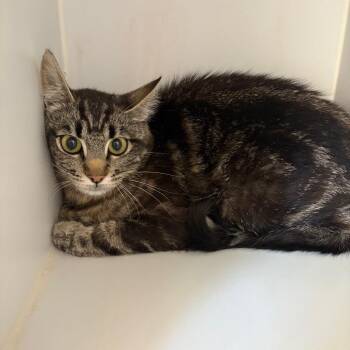 Eliza -  Domestic Short Hair Cat for Adoption in Kanab, Utah - Eliza | PetCurious