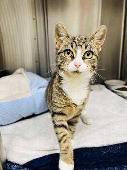 Rescue Domestic Short Hair Cats for Adoption in Atlantic City, New Jersey - Mary | PetCurious