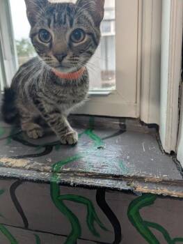 Laken -  Domestic Short Hair Cat for Adoption in Shelbyville, Tennessee - Laken | PetCurious