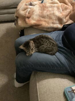 Rescue Domestic Short Hair Cats for Adoption in Greenville, Delaware - Sunny, Willow Grove Area, (FCID 09/16/2025-136) | PetCurious