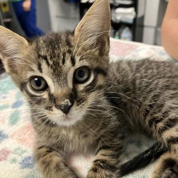 Thumper -  Domestic Short Hair Cat for Adoption in Greenville, South Carolina - Thumper | PetCurious