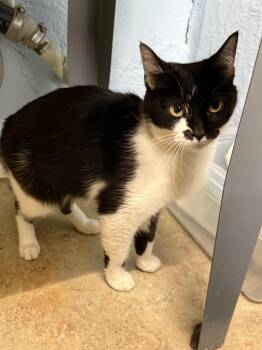 Tansy -  Domestic Short Hair Cat for Adoption in West Mifflin, Pennsylvania - Tansy | PetCurious