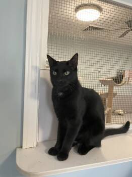 Rescue Domestic Short Hair Cats for Adoption in North Royalton, Ohio - Nicholas | PetCurious
