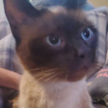 Rescue Siamese Cats for Adoption in Union, Missouri - Miss Kitty | PetCurious