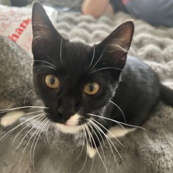 Pete -  Domestic Short Hair Cat for Adoption in Potomac, Maryland - Pete | PetCurious
