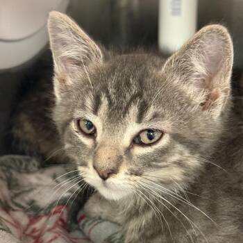 Thing 1 -  Domestic Short Hair Cat for Adoption in Salt Lake City, Utah - Thing 1 | PetCurious