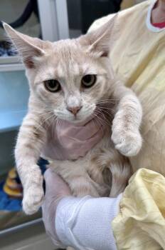 Larry -  Domestic Short Hair Cat for Adoption in Bellevue, Washington - Larry | PetCurious