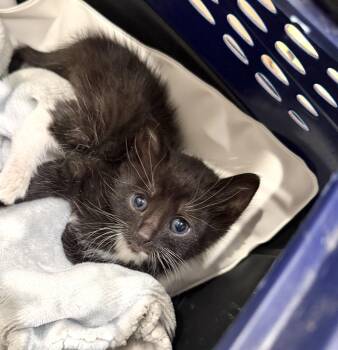 Domestic Short Hair Cats Available for Adoption in Camden, South Carolina - Heebie-Jeebies (Available For Pre-adoption) | PetCurious