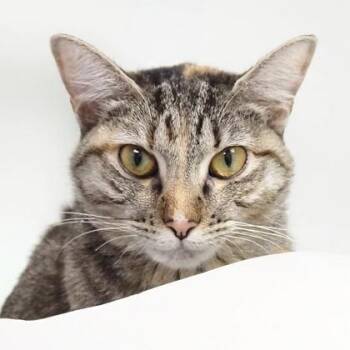 Cinnamon -  Domestic Short Hair Cat for Adoption in Largo, Florida - Cinnamon | PetCurious