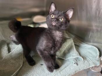 DELILAH -  Domestic Short Hair Cat for Adoption in Fort Wayne, Indiana - DELILAH | PetCurious