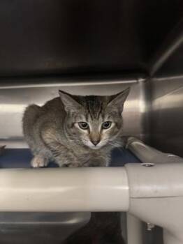 Hunny Bunny -  Domestic Short Hair Cat for Adoption in Honolulu, Hawaii - Hunny Bunny | PetCurious