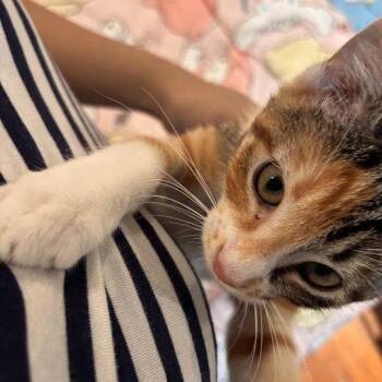 Michi -  Domestic Short Hair Cat for Adoption in Dallas, Texas - Michi | PetCurious