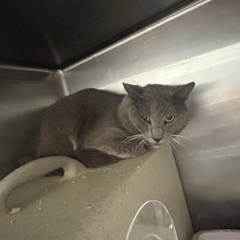 Domestic Short Hair Cats Available for Adoption in Yanceyville, North Carolina - Crafty 26-0265 | PetCurious