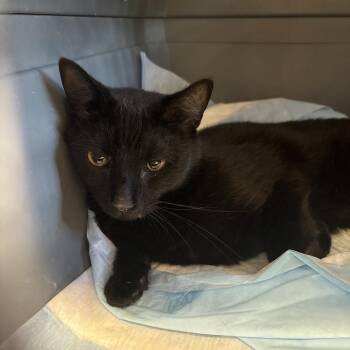 Domestic Short Hair Cats Available for Adoption in West Palm Beach, Florida - Scrampi | PetCurious