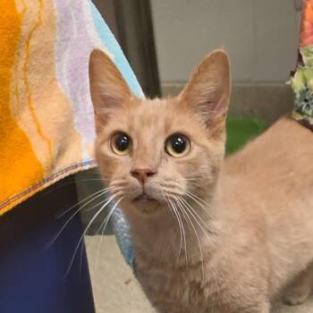 Albi -  Domestic Short Hair Cat for Adoption in Bristol, Indiana - Albi | PetCurious