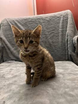 Domestic Short Hair Cats Available for Adoption in West Peoria, Illinois - Pigs In A Blanket (gray Collar) | PetCurious