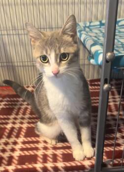 Fifa -  Dilute Tortoiseshell and Tabby Cat for Adoption in Saginaw, Michigan - Fifa | PetCurious