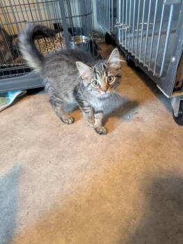Rescue Tabby Cats for Adoption in Fennville, Michigan - Azalea | PetCurious
