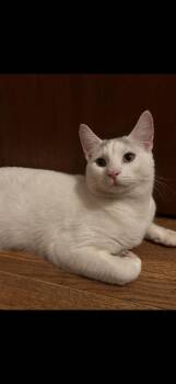 Domestic Medium Hair Cats Available for Adoption in Stamford, Connecticut - Gunner | PetCurious