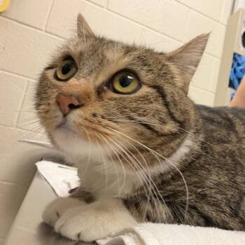 Chiquita -  Domestic Short Hair Cat for Adoption in Murray, Utah - Chiquita | PetCurious