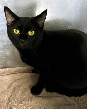 Domestic Short Hair Cats Available for Adoption - Gideon | PetCurious