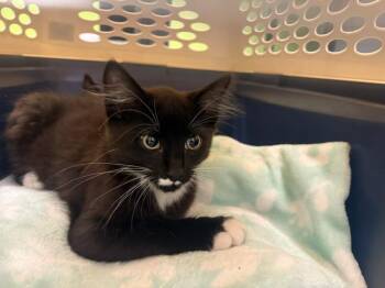 PHI -  Domestic Medium Hair Cat for Adoption in Kent, Washington - PHI | PetCurious
