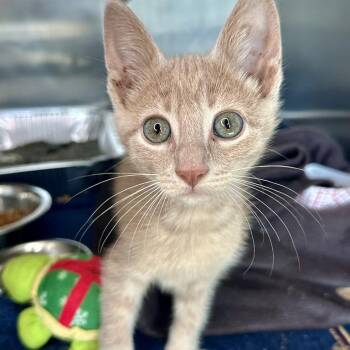 Castle -  Domestic Short Hair Cat for Adoption in Matteson, Illinois - Castle | PetCurious