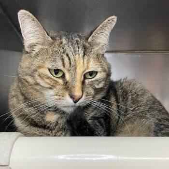 Sansa -  Domestic Short Hair Cat for Adoption in Roanoke, Virginia - Sansa | PetCurious