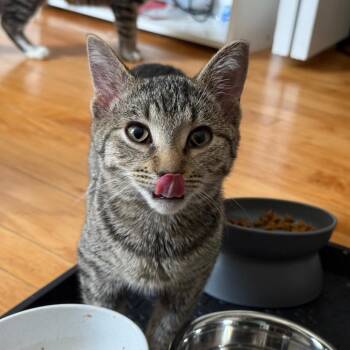 Rescue Domestic Short Hair Cats for Adoption in Evanston, Illinois - Mummy | PetCurious