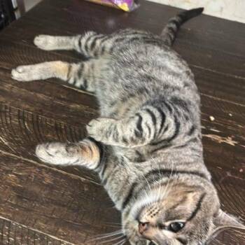 Leo -  Domestic Short Hair Cat for Adoption in Toronto, Ontario - Leo | PetCurious
