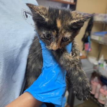 Lemon -  Domestic Short Hair Cat for Adoption in Corinth, Mississippi - Lemon | PetCurious