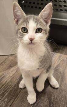 Sashimi -  Domestic Short Hair Cat for Adoption in Greenbelt, Maryland - Sashimi | PetCurious