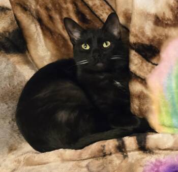 Rescue American Shorthair Cats for Adoption in Oconomowoc, Wisconsin - Gizmo | PetCurious